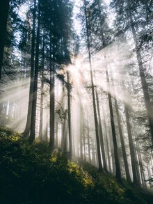 Photo art by Sebastian 'zeppaio' Scheichl: sunlight beams breaking through fog in a forest