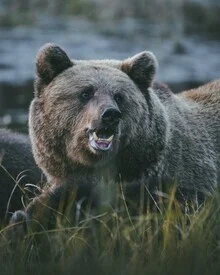 Photo art depicts a mother bear with her cubs in the Finnish wilderness.
