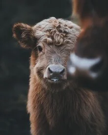 Highland calf in a meadow with soft lighting