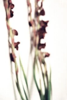 Photo art by Sandra Fritz: blurred gladiolus flowers in soft colors