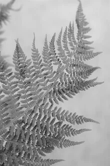 Fern leaf in soft greens growing diagonally, creating a calm and harmonious mood.