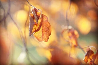Photo art by Torsten Kupke: autumn leaves in warm, gentle colors