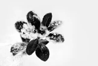 Photo art by Victoria Knobloch: winter landscape with ice plants and snow.