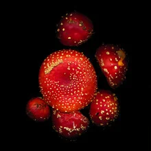 Photo art by Ramona Reimann: red fly agarics on a dark background