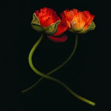 Photo art by Ramona Reimann: delicate flowers in soft colors with a hint of darkness