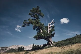 Lonely mountain pine in Switzerland, surrounded by gentle mountains and a calm mood.