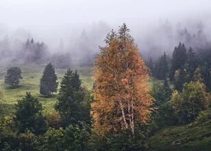 Misty Mountain Forest: Fog envelops the trees of an autumn mountain forest.