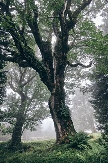 Fotokunst von Alex Wesche: Nebel umhüllt charaktervolle Bäume im Wald