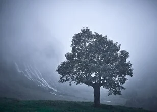 Fotokunst von Alex Wesche: einsamer Baum in nebligem Tal zwischen Bergen