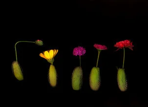 Photo art by Ramona Reimann: blooming flowers in soft colors