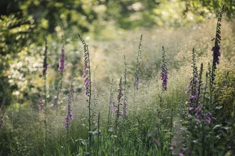 Photo art by Nadja Jacke: soft colors of larkspur and grass in summer light