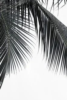 Photo art by Manuel Schaffernak: green palm against soft backgrounds