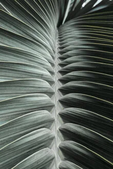 Wall art by Manuel Schaffernak: close-up of a palm leaf in soft green hues