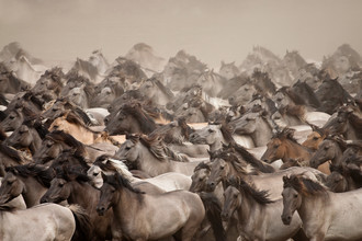 Stefanie Lategahn, Wild Horses (Deutschland, Europa)