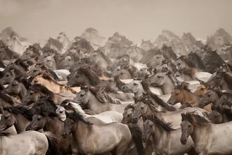 Wild horses in nature, showcasing freedom and life in the herd.