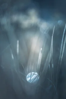 Photo art by Sebastian Worm: green grass blades with dew in soft bokeh effect