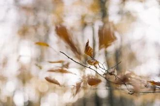 Dry beech leaves on a branch, soft tones and natural textures.