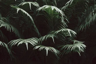 Fotografisches Bild von Nadja Jacke: grüner Farn in sanftem Licht