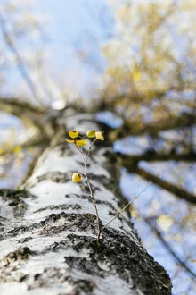 Birch branch resting on a tree trunk, softly capturing the light.