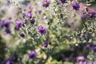 Photo of a wild chrysanthemum with delicate petals against a soft background