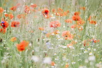 Wiese mit Mohn und Kamille, sanfte Farben und ruhige Stimmung