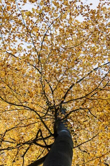 Beech tree with colorful autumn leaves in soft lighting.