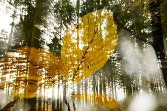 Double exposure with autumn beech leaves in the forest