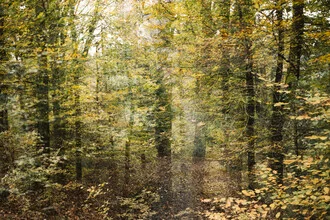 Farbenfrohe Herbstlandschaft im Teutoburger Wald mit bunten Blättern.