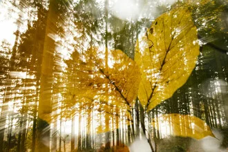 Fotokunst mit Doppelbelichtung von herbstlichem Buchenlaub im Wald.