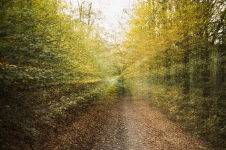 Photo art by Nadja Jacke: autumn forest in soft colors
