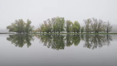 Flusslandschaft an der Oder: ruhige Herbstszene mit Nebel und Bäumen.