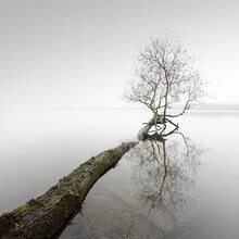 Photo art by Ronny Behnert: calm landscape with a tree in fog at Schwielowsee