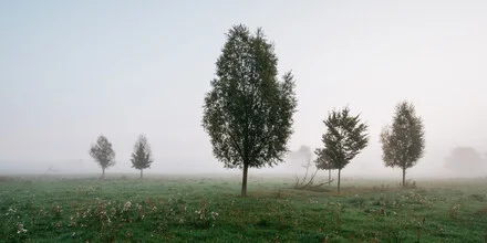 Fotokunst von Thomas Wegner: friedliche Herbstlandschaft mit Nebel und Bäumen