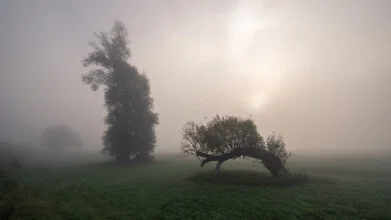 Photo art by Thomas Wegner: tranquil autumn landscape with trees and fog