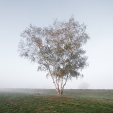 Thomas Wegner, Birch in fog (Germany, Europe)