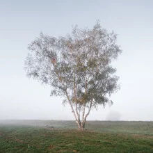 Birch in fog, gentle autumn atmosphere on a field