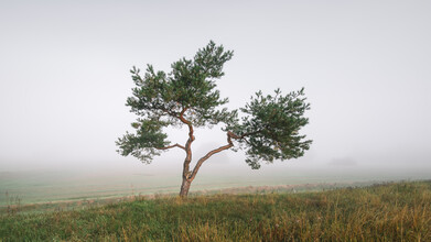 Thomas Wegner, Einsamer Baum in Nebel (Deutschland, Europa)