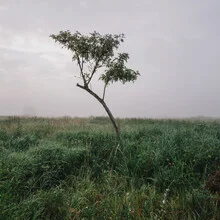 Lonely tree in a field surrounded by soft autumn colors and gentle fog.
