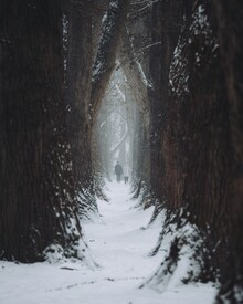 André Alexander, Walking along the enchanted forest