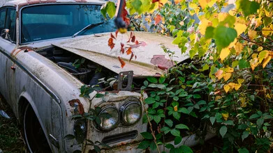 A decaying British car surrounded by natural greenery and soft lighting.