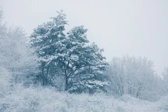 Photo art by Sebastian Worm: snow-covered pine in a tranquil winter forest