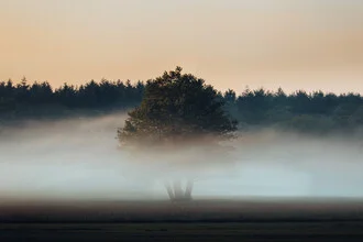 Fotokunst von Maximilian Fischer: Baum im Nebel während des Frühlings