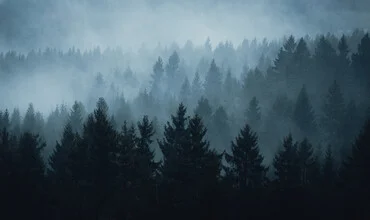 Moody spruces in an atmospheric autumn forest