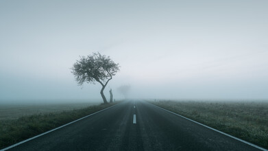 Thomas Wegner, Trees on the roadside V