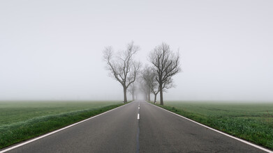 Thomas Wegner, Trees on the roadside IV