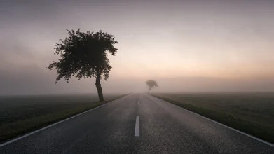 Photo art by Thomas Wegner: trees by the roadside in fog during sunrise
