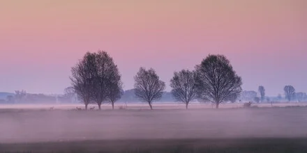 Photo art by Thomas Wegner: sunrise with fog over a tree in a nature park