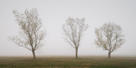 Thomas Wegner, 3 Bäume im Nebel (Deutschland, Europa)