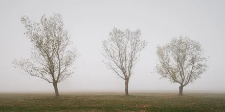 Three trees in the fog, surrounded by autumn vibes and a calm rural landscape