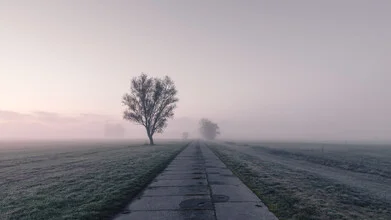 Photo art by Thomas Wegner: trees by the roadside in fog at sunrise